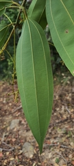 Cinnamomum malabatrum