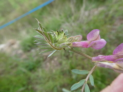Vicia pannonica