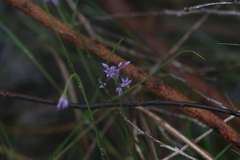 Sowerbaea alliacea