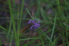 Sowerbaea alliacea