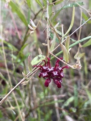 Grevillea diminuta