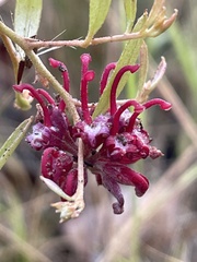Grevillea diminuta