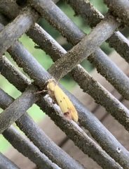 Gymnobathra flavidella