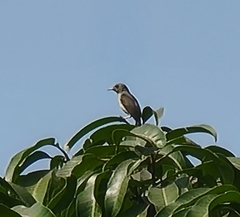 Dicaeum erythrorhynchos