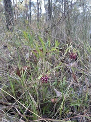 Grevillea diminuta