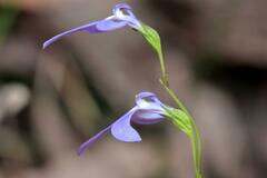 Lobelia gibbosa