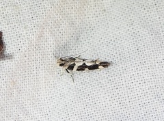 Macrobathra bigerella