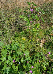 Malva sylvestris