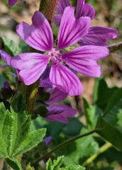 Malva sylvestris