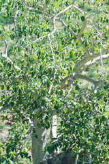 Ficus petiolaris palmeri
