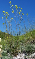 Brassica elongata pinnatifida
