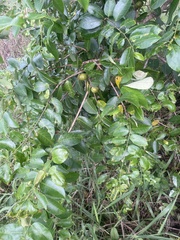 Sclerocroton integerrimus