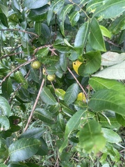 Sclerocroton integerrimus