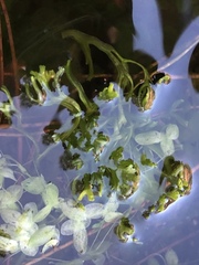 Riccia canaliculata