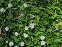 Bellis perennis