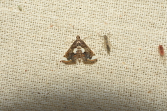 Agassiziella picalis