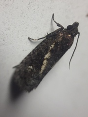 Cryptaspasma querula