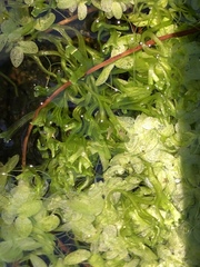 Riccia canaliculata