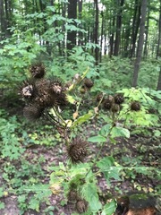 Arctium minus