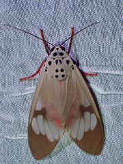 Amerila astreus