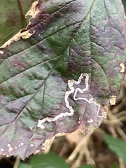 Stigmella aurella