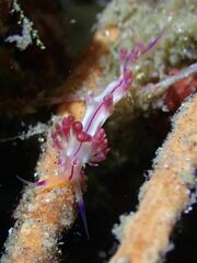 Coryphellina flamma