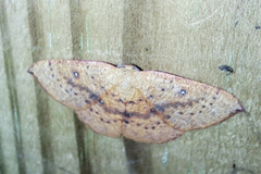 Cyclophora puppillaria