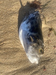 Contusus brevicaudus