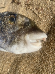 Contusus brevicaudus