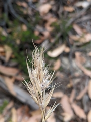 Rytidosperma