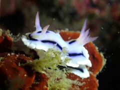 Chromodoris lochi
