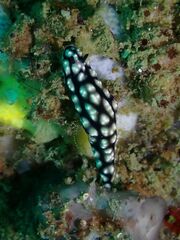 Phyllidiella