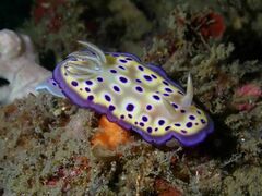 Goniobranchus kuniei