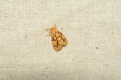 Miltochrista terminospota