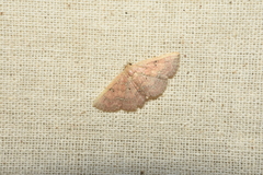 Cerynea punctilinealis