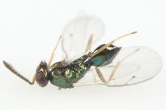 Miscogastrinae