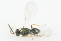 Miscogastrinae