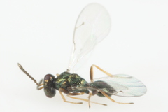 Miscogastrinae