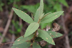 Olearia rugosa rugosa