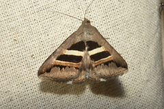 Grammodes geometrica