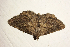 Rhoptria asperaria
