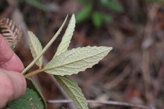 Olearia rugosa rugosa