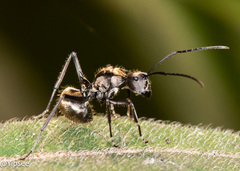 Polyrhachis proxima