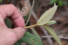 Olearia rugosa rugosa