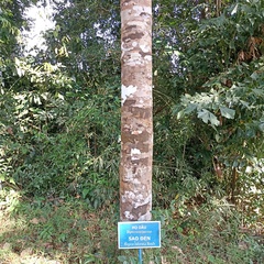 Hopea odorata