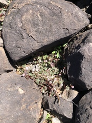 Persicaria capitata