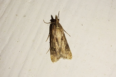 Eudonia angustea