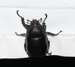 Xylotrupes australicus