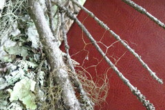 Bryocaulon pseudosatoanum