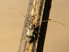 Leiopus femoratus